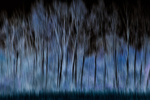 Ghost Forest