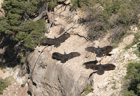 California Condors, Bright Angel