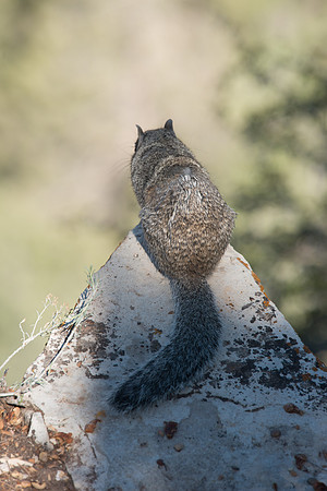 Contemplative Squirrel