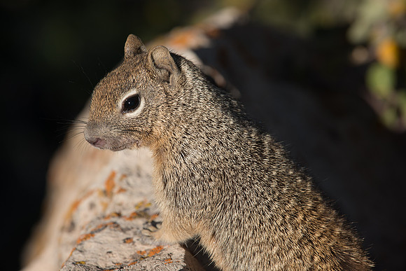 Canyon Squirrel