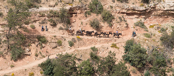 Mule Train