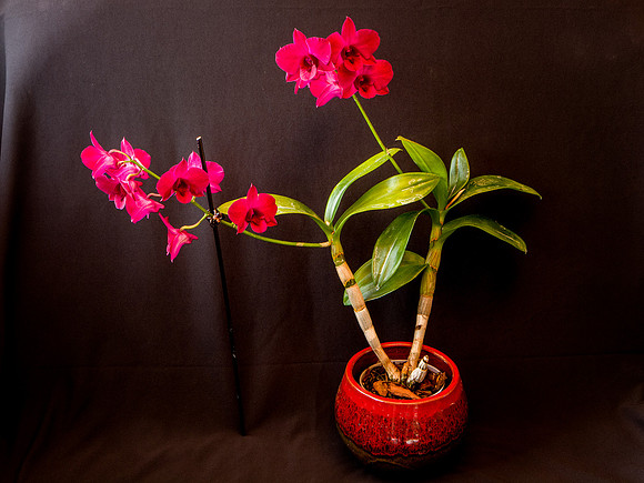 Orchid Showing Off