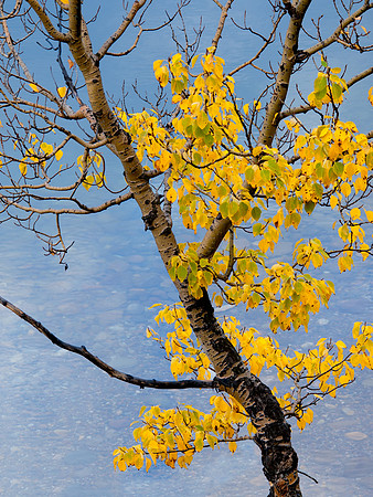 Teton Autumn