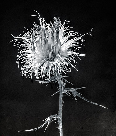 End of Summer Infrared
