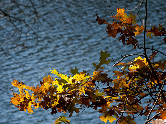 Cox Hollow Lake Fall