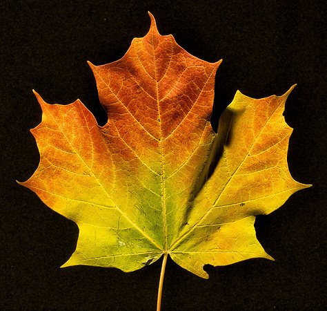 Leaf Portrait