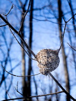 Hornet Nest