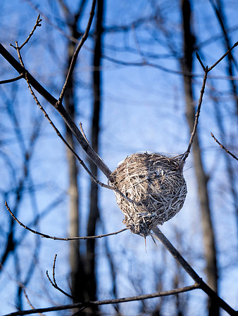Hornet Nest