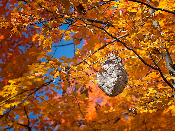 Hornet Nest in Autumn