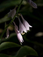 Bashful Blooms