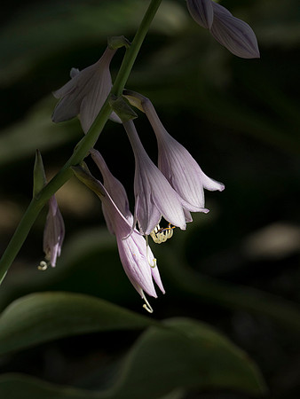 Bashful Blooms