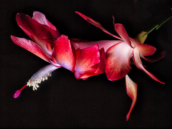 Christmas Cactus Bloom