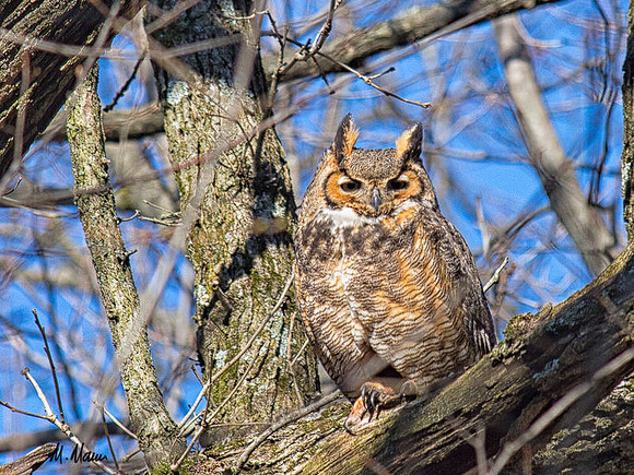 Backyard neighbor