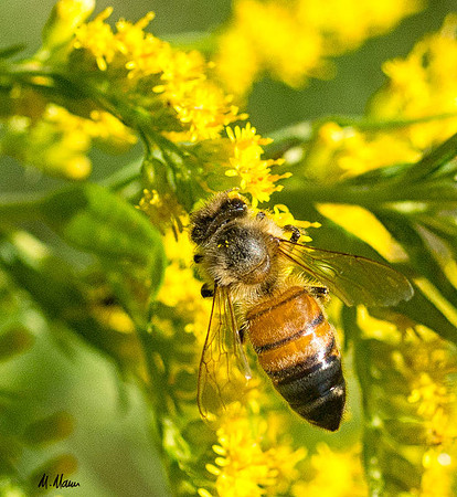 Busy spring