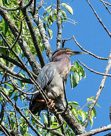 High perch