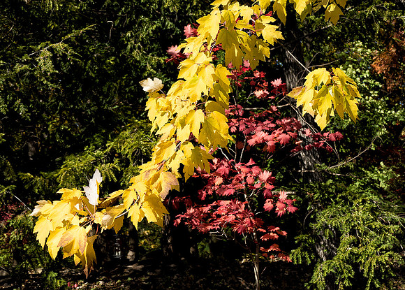 Autumn Layers II