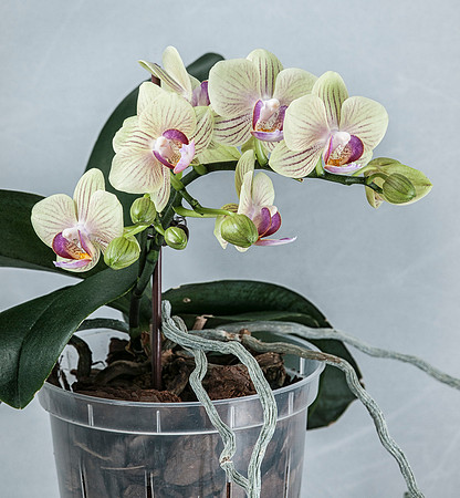 Orchid Glory