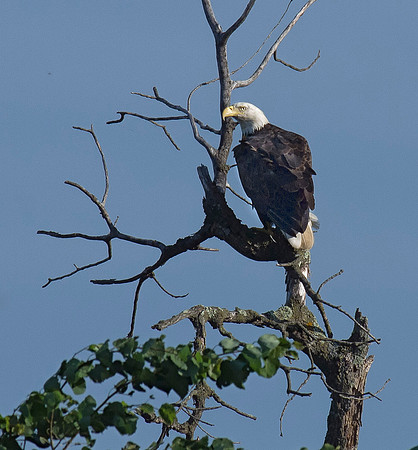 Bald Eagle