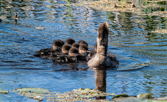 Mom and Crowd