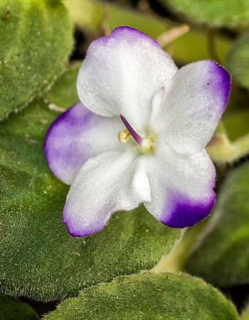 Violet Bloom