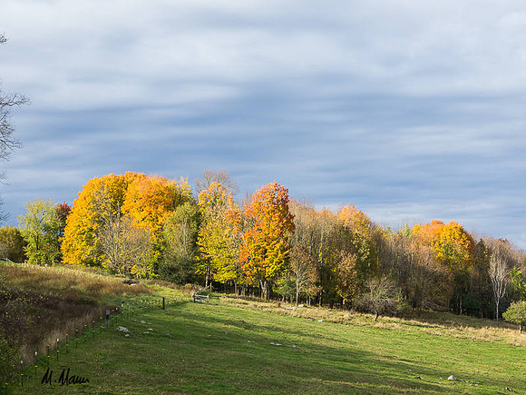 Fall bordered field