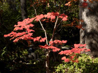 Autumn Layers