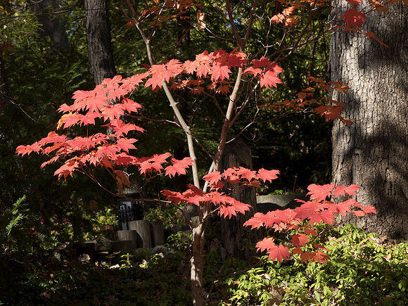 Autumn Layers