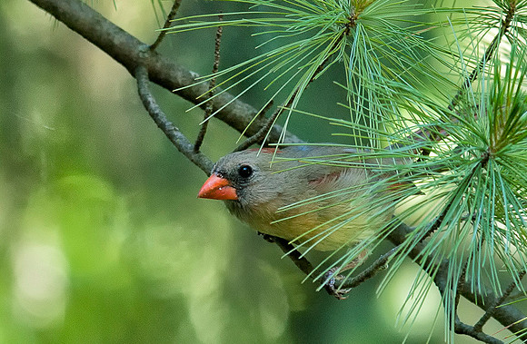 Checking out the feeder