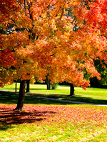 Fall Lawn