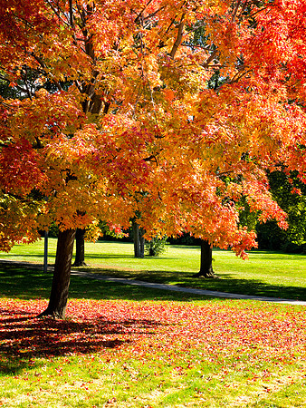 Fall Lawn