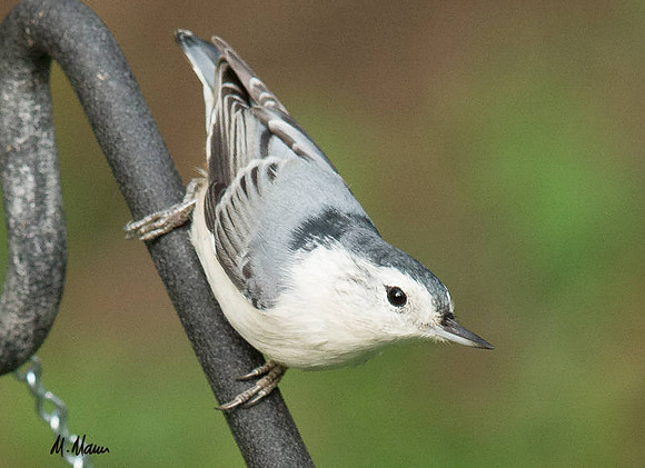 Eyeing the feeder