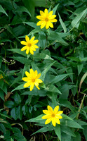 Blooms in a Row