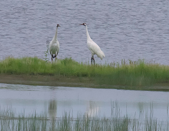 Whooping Cranes