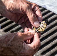 Banding Monarchs
