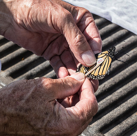 Banding Monarchs