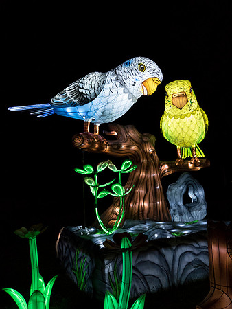 Chinese Lights - Birds