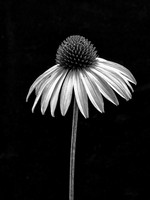 Coneflower Portrait