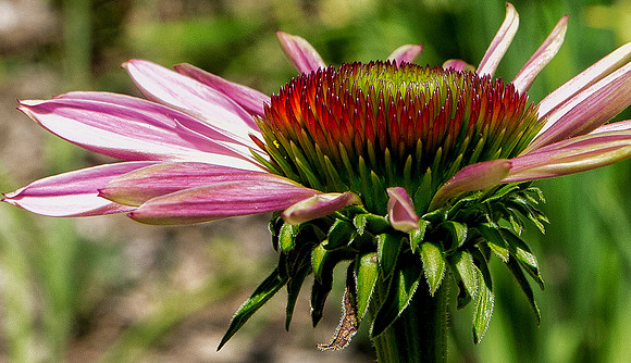 Coneflower Landing Zone