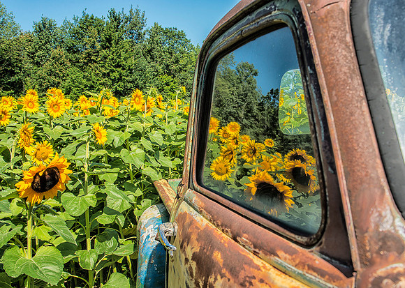 Bloom Reflections