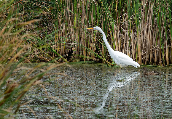 Egret