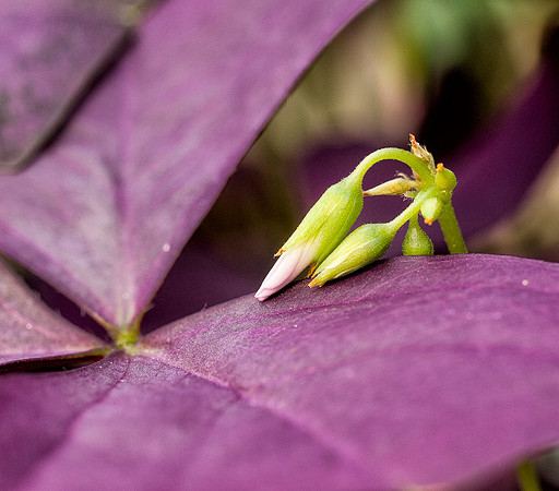 Oxalis Blooms