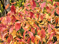 Fall Carpet