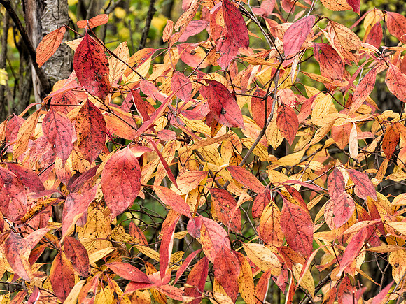 Fall Carpet
