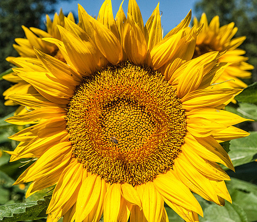 Sunflower