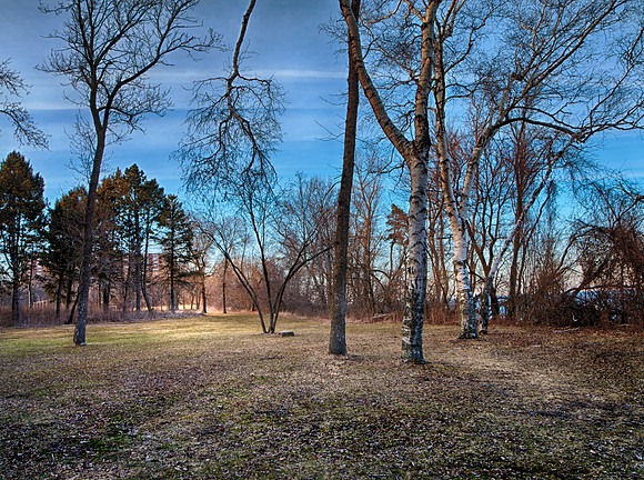Peaceful Glade