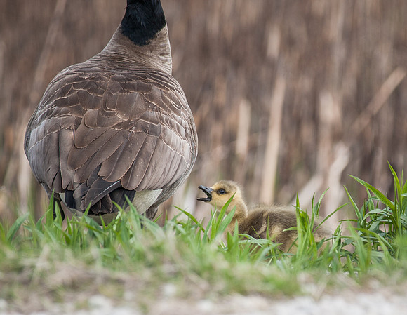 Mom!