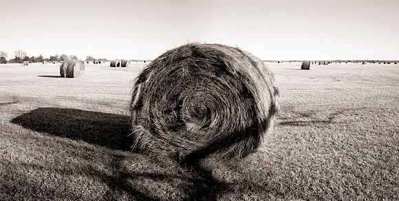 Cattle Sushi