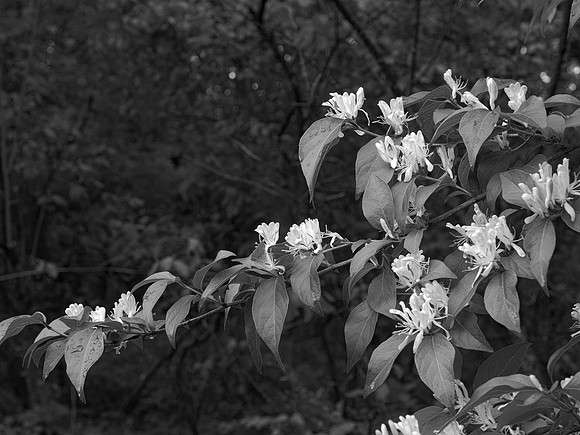 Shadow Blooms