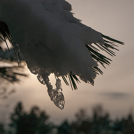 Icy Tendrils