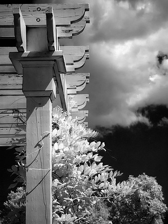 Infrared Foliage